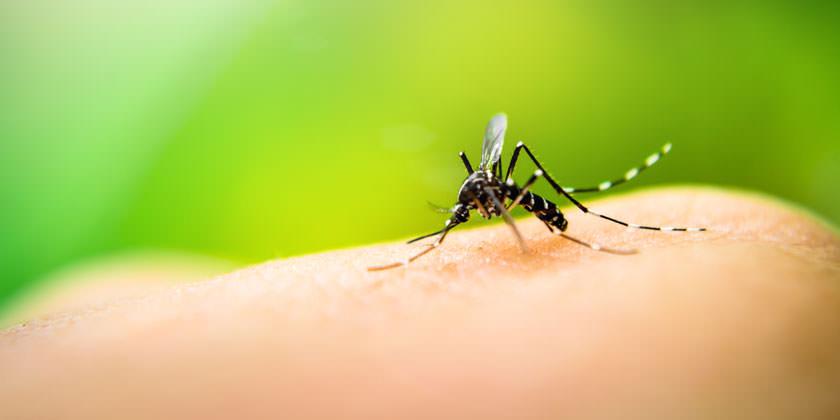 Dengue: la fiebre rompehuesos